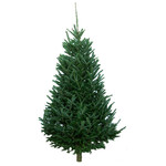 Fraser Fir