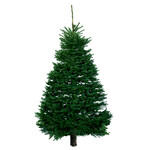 Nordmann Fir