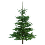 Natural Noble Fir