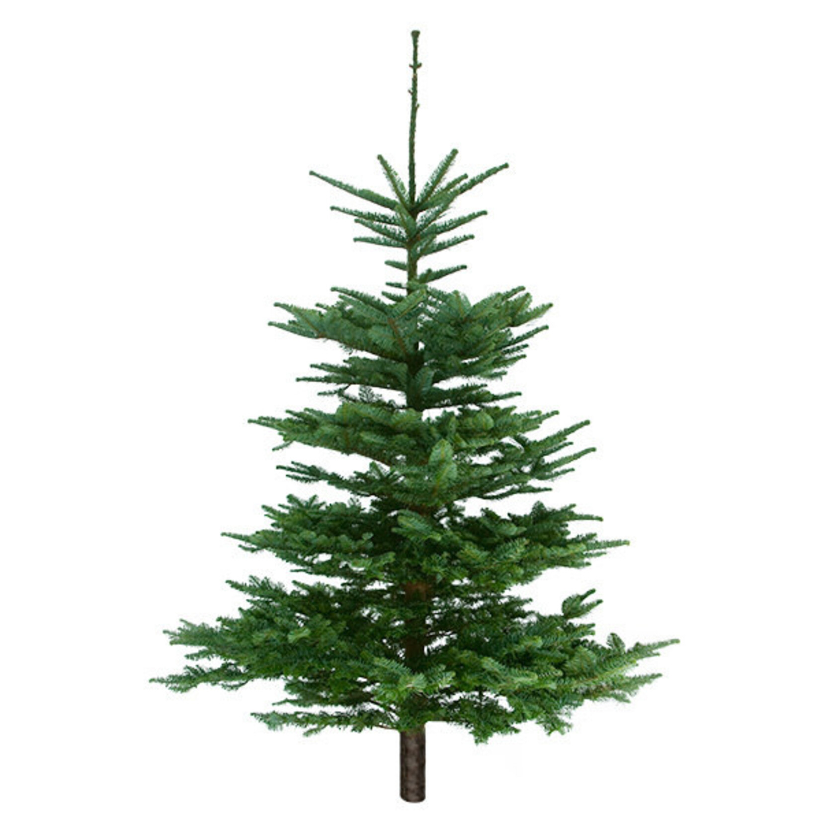 Natural Noble Fir