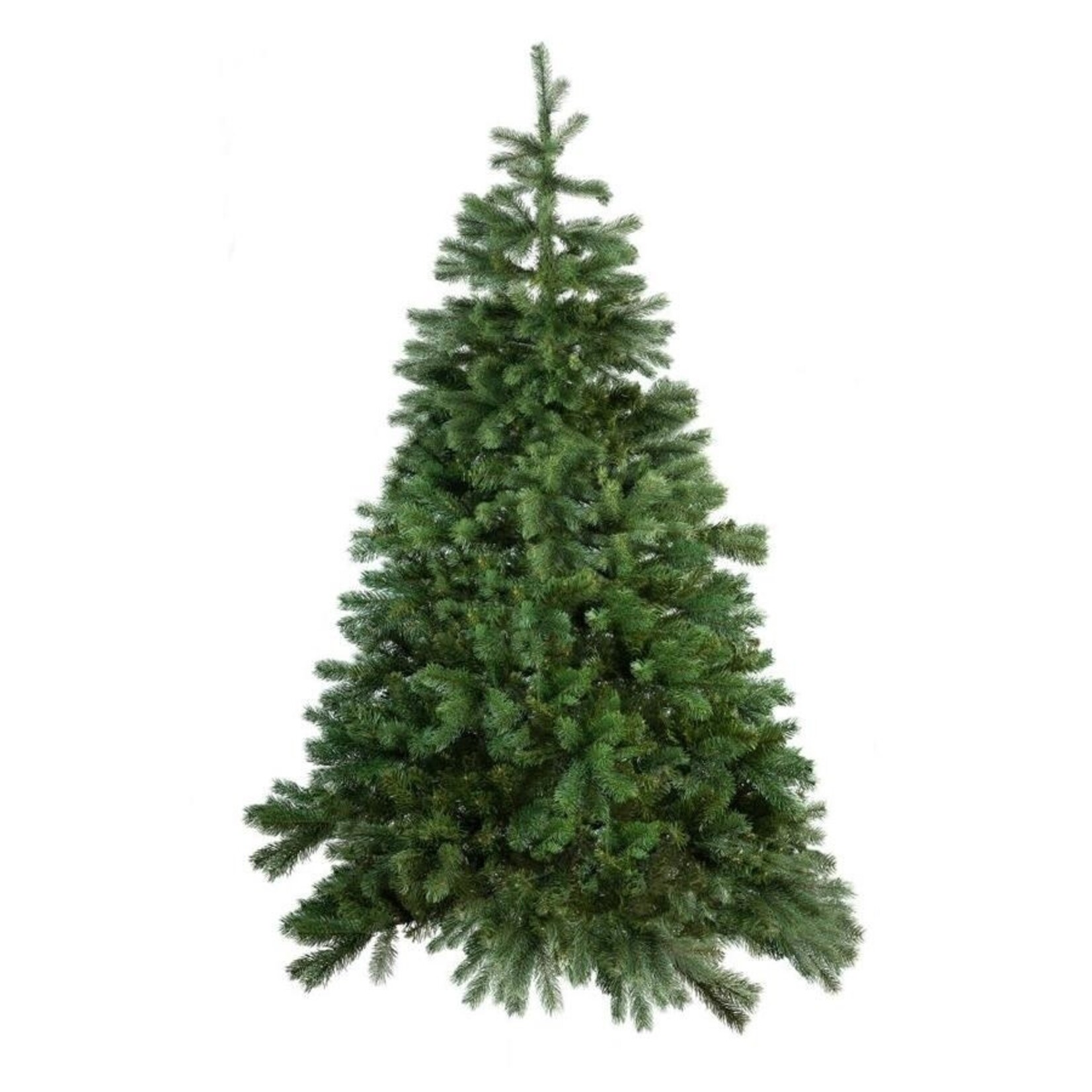 Grand Fir
