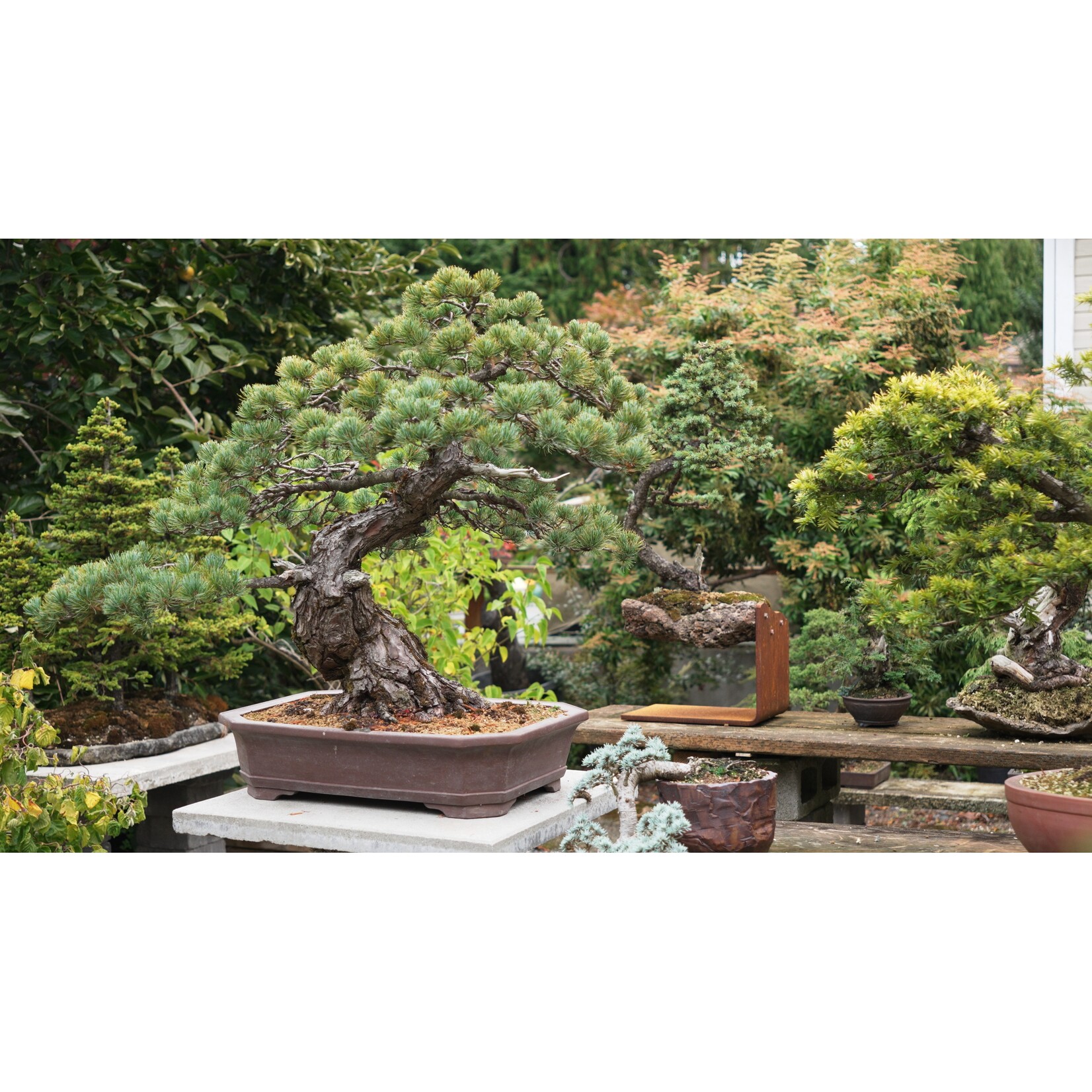 The Bonsai Xperience Bonsai Class (7/25 @ 1-3PM)
