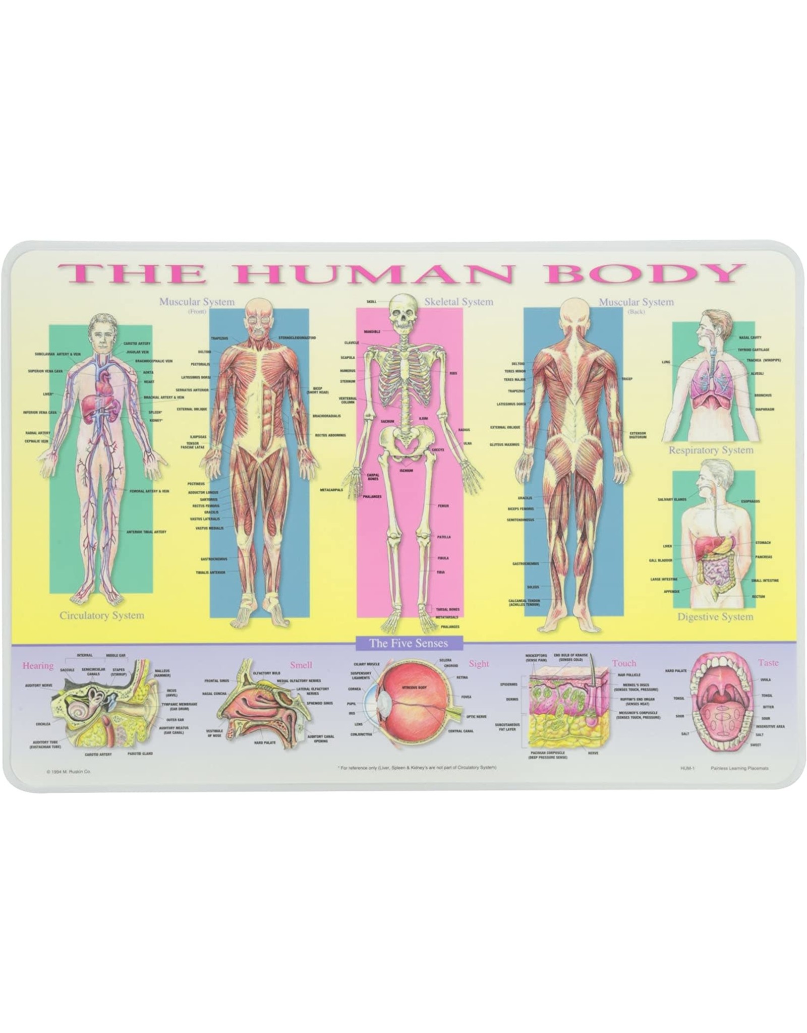 Human Body Placemat - & Whimsy