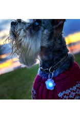 PupBrightz