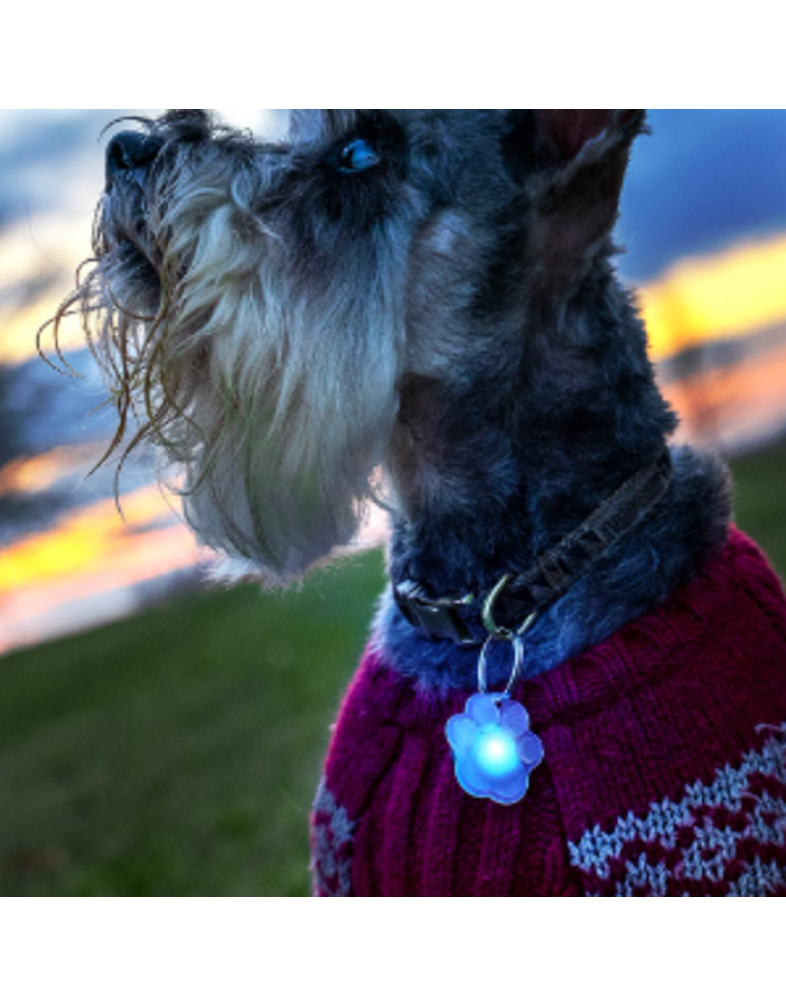 PupBrightz