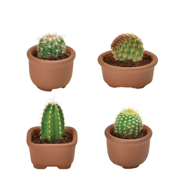 Cacti Cuties