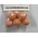 Great Lakes Steelhead Co Great Lakes Steelhead co. Trick Em' Beads Scrambled Series 12mm Unfair Egg-vantage