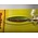NORTHLAND FISHING TACKLE Buck-Shot Rattle Spoon 3/8 oz Golden Perch