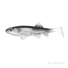 OKUMA FISHING TACKLE CORP. fish labs bio-minnow