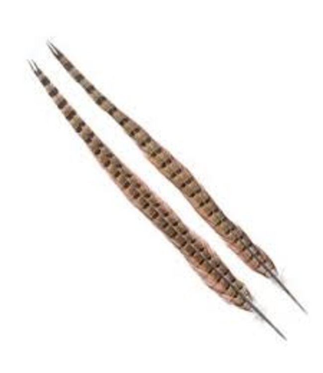 Wapsi 1 PAIR RINGNECK TAIL FEATHERS NATURAL COCK   PTP199