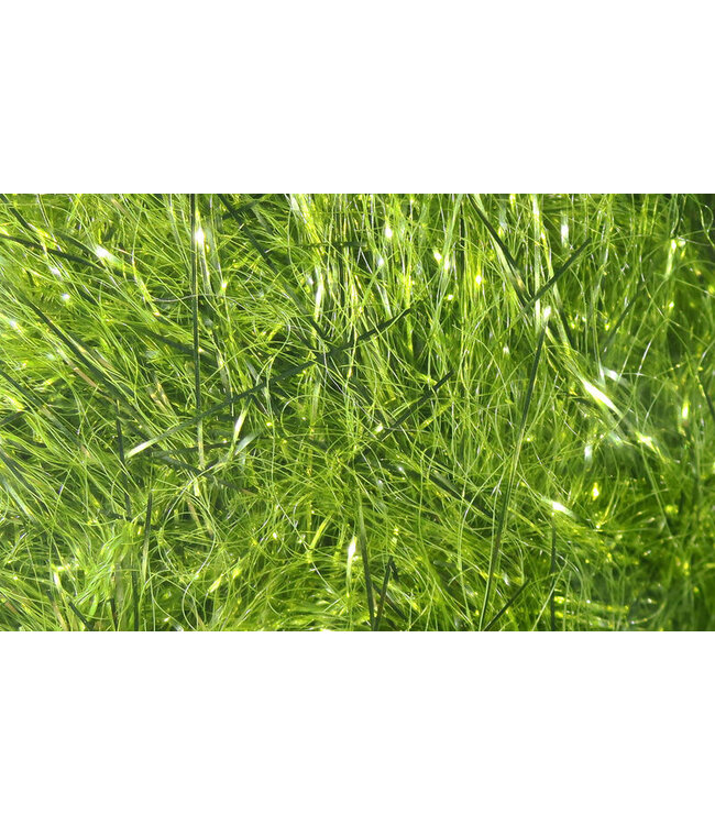 Polar Reflector Flash Chenille #263 Olive PRC263