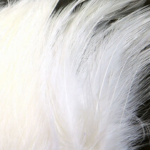 NECK HACKLE STRUNG, WHITE NH001