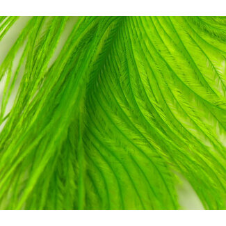 Ostrich Plume Chartreuse #OST125