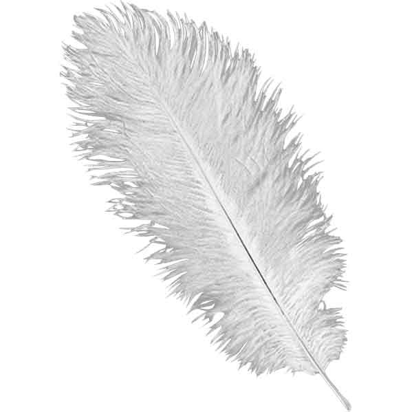 Ostrich Plume White