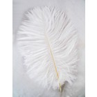 Wapsi OSTRICH MINI PLUMES, White