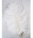 Wapsi OSTRICH MINI PLUMES, White