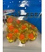 CLEARDRIFT CLEARDRIFT - EGG CLUSTER - EMBRYO - MEDIUM - 10PK - CLEAR CHARTREUSE / ORANGE DOT