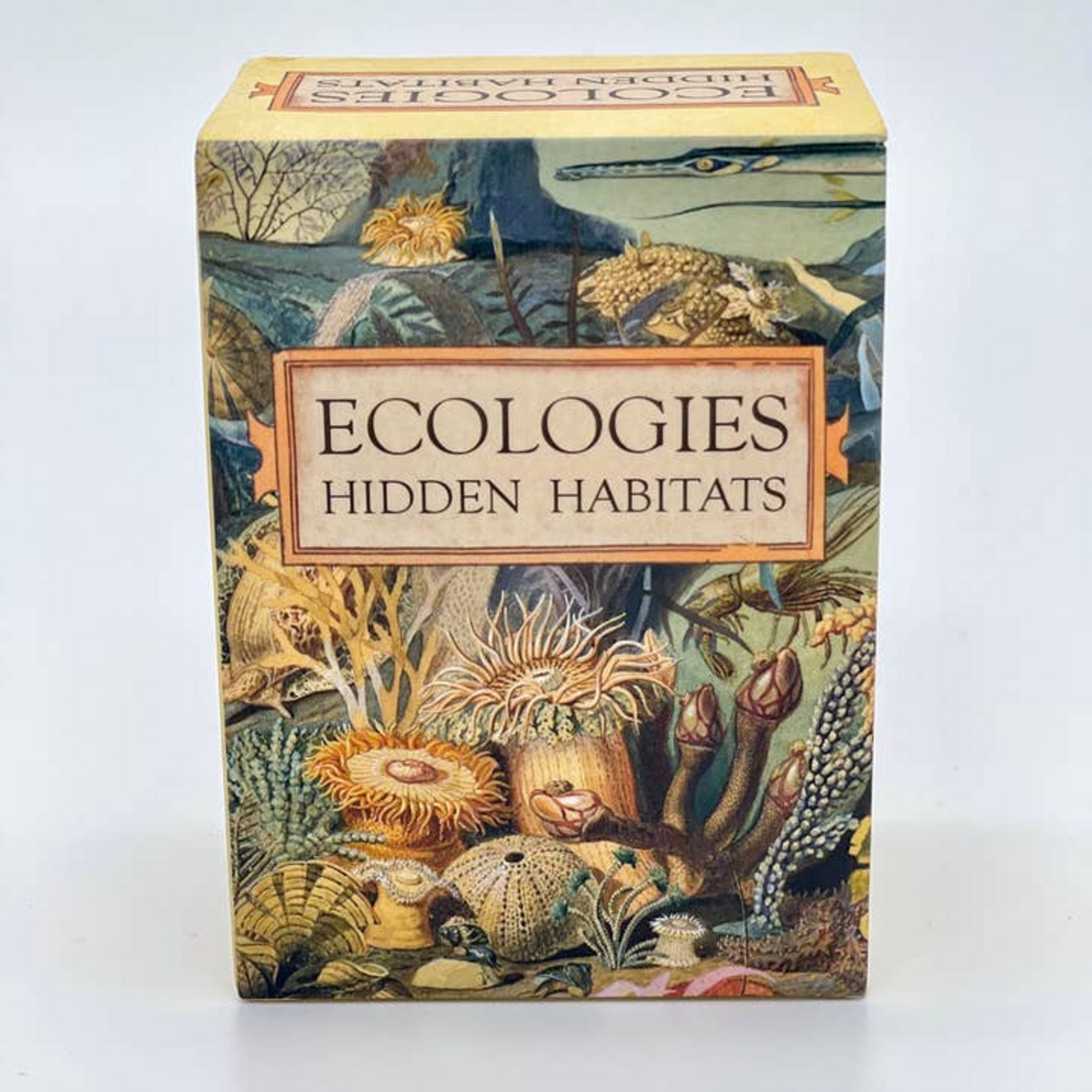Montrose Biology Ecologies Card Game Hidden Habitats