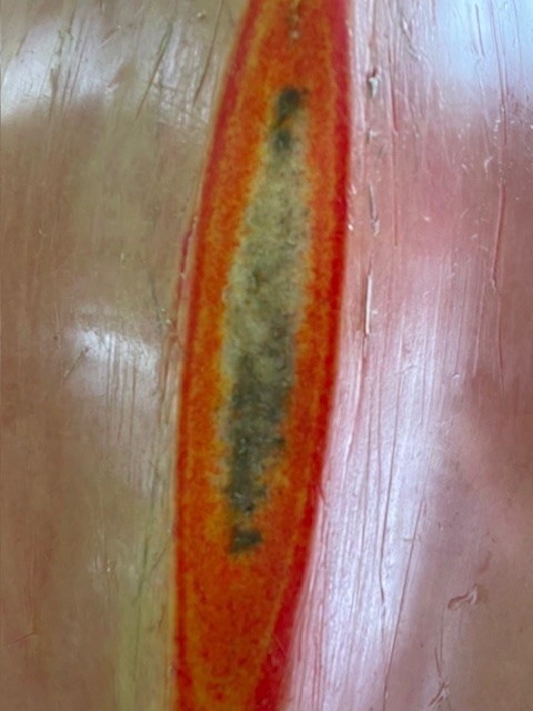 USED Twin Heron Sunrise