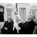 First Dogs:  American Presidents and Their Best Friends by Roy Rowan & Brooke Janis PB