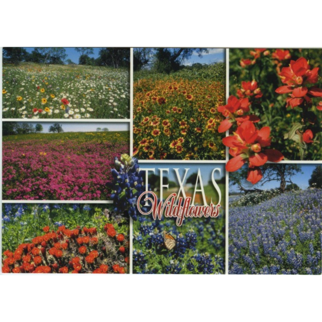 Austin & Texas Texas Wildflowers Postcard
