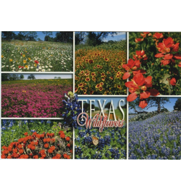 Austin & Texas Texas Wildflowers Postcard