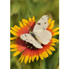 Lady Bird Johnson Indian Blanket Seeds Packet