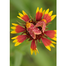 Lady Bird Johnson Indian Blanket Seeds Packet