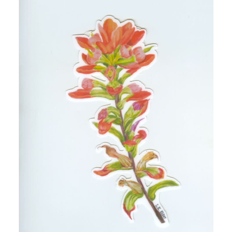 Austin & Texas Indian Paintbrush 5.5" x 2" Vinyl Sticker