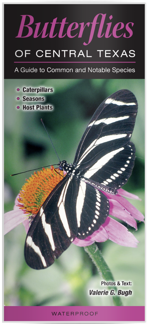 Butterflies of Central Texas Guide PB The Store at LBJ