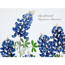 Lady Bird Johnson 6 Bluebonnets 11x14 print