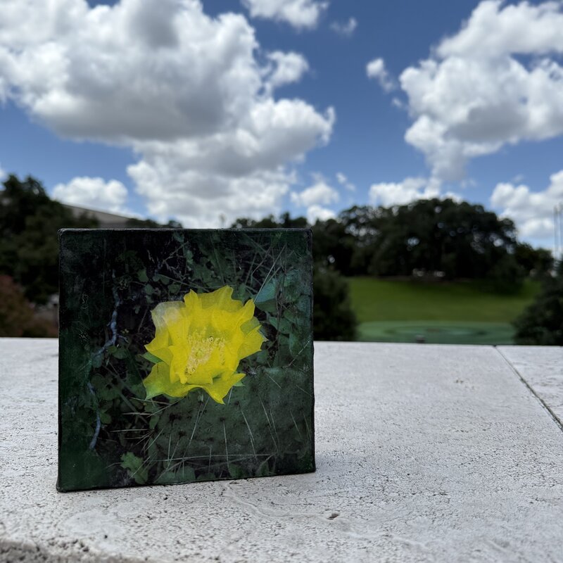 Austin & Texas Prickly Pear mixed media on 6x6 Canvas Jean Schuler