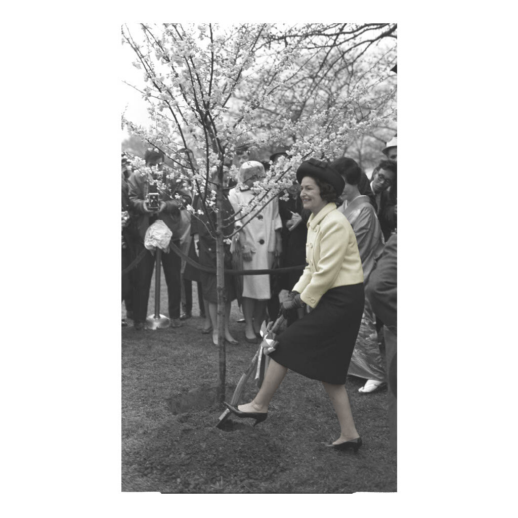 Lady Bird Johnson Lady Bird planting cherry blossom 42"x26" Print