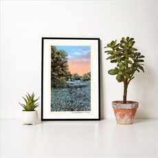 Austin Past/Present Field of Bluebonnets, Texas 12.5 x 18 Print