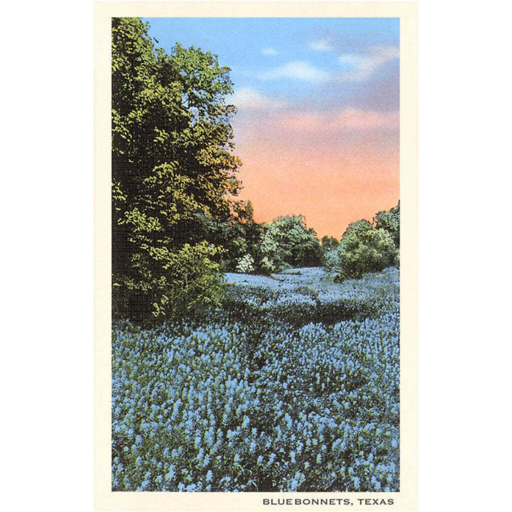 Austin Past/Present Field of Bluebonnets, Texas 12.5 x 18 Print