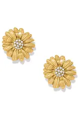 Daisy Dee Post Earring in Gold