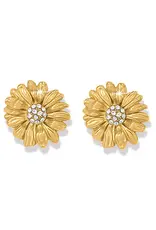 Daisy Dee Post Earring in Gold