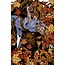 VAULT COMICS AUTUMNAL #7 CVR B GOODEN