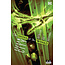 DC Comics ARKHAM CITY THE ORDER OF THE WORLD #4 (OF 6) CVR A SAM WOLFE CONNELLY
