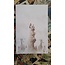 ABLAZE ANIMAL CASTLE #4 CVR C 10 COPY DELEP VIRGIN INCV (MR)