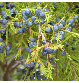 The Cellar Juniper Berries