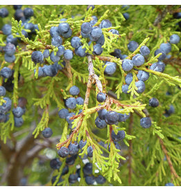 The Cellar Juniper Berries