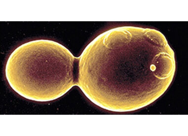 Yeast