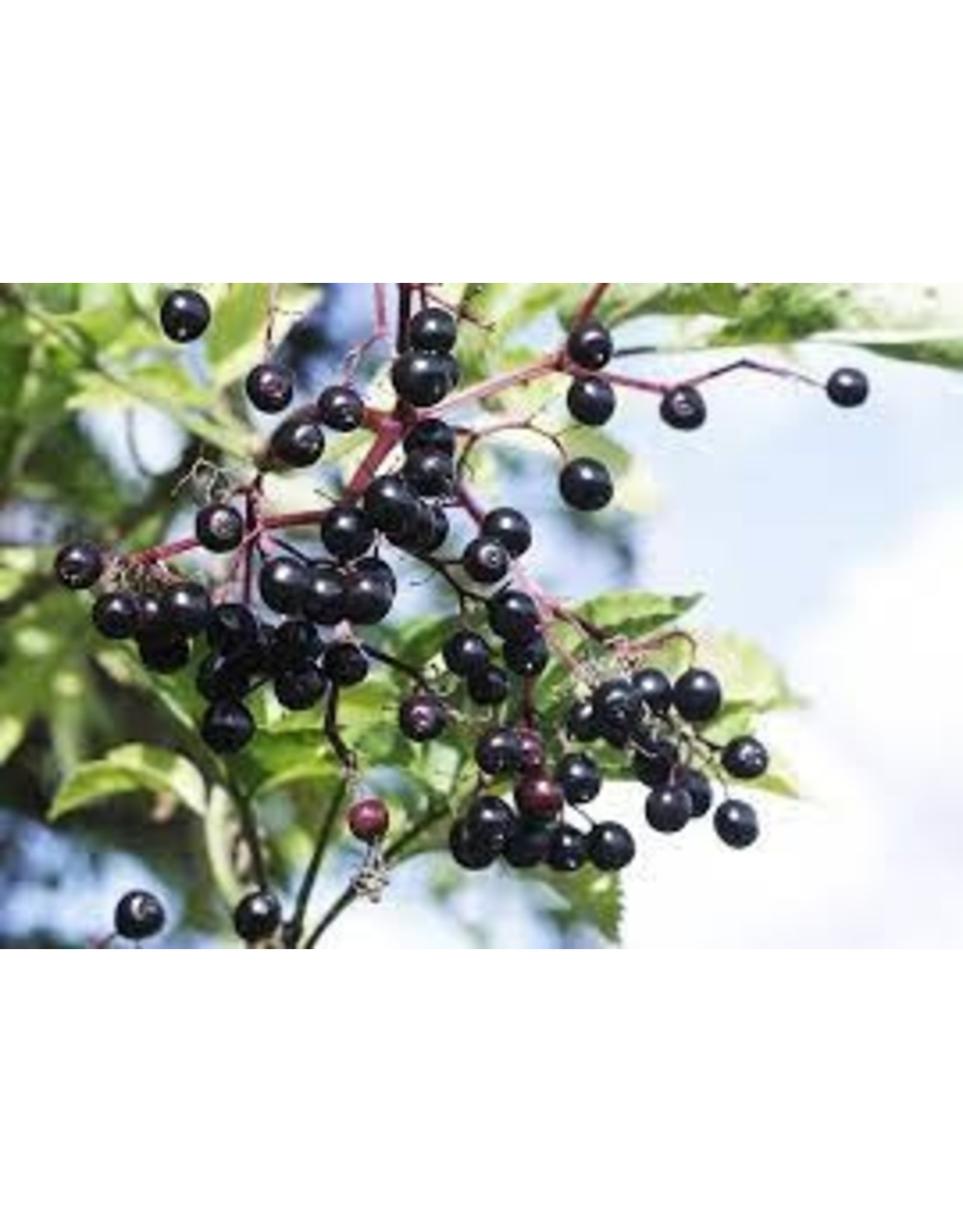 The Cellar Dried Elderberries