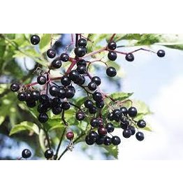 The Cellar Dried Elderberries