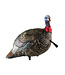 AvianX LCD Quarter Strut Jake