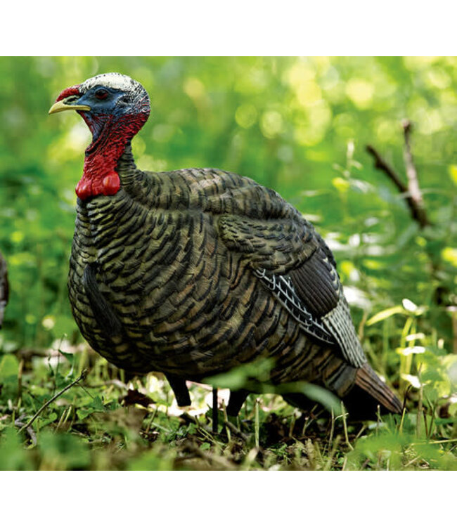 AvianX Avian X LCD Quarter Strut Jake