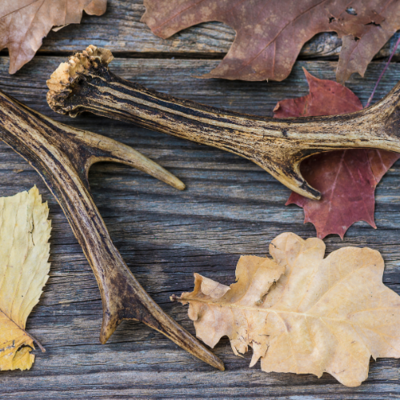 Scent and Scent Killers