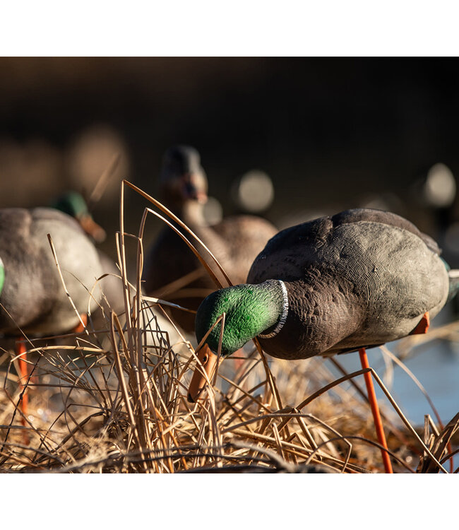 AvianX Avian X AXP Full Body Mallards: Fusion Pack