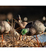 AvianX Avian X AXP Full Body Mallards: Fusion Pack